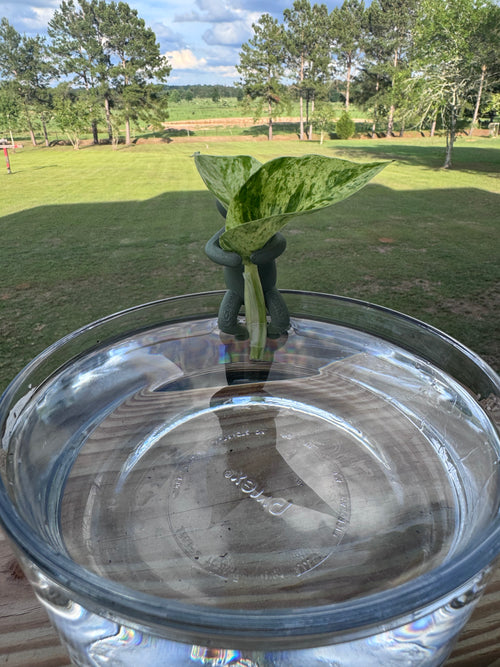 Hydro Propagation Buddy