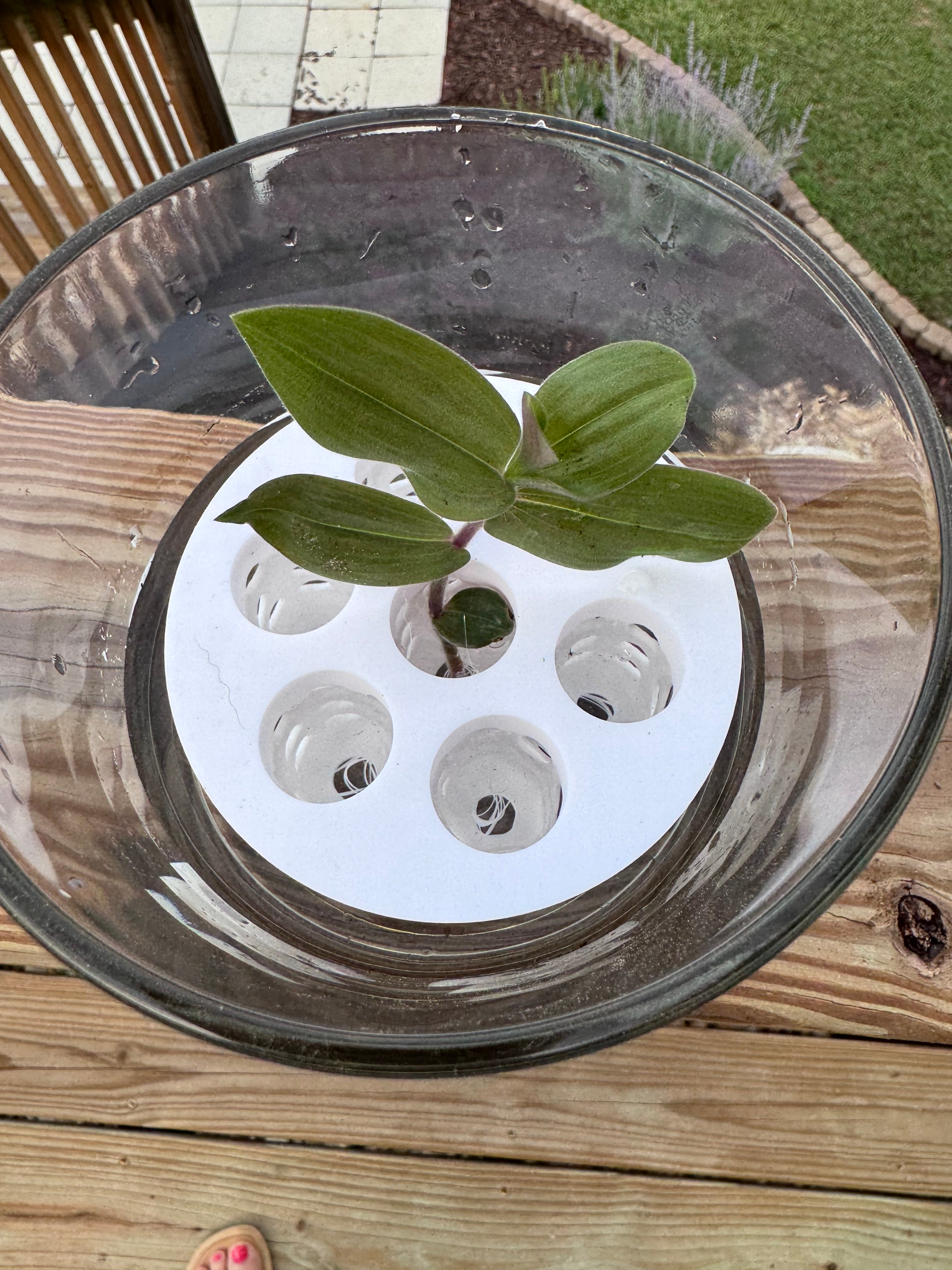 Hydro Propagation Insert